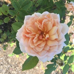 Meet your Posher, Grace